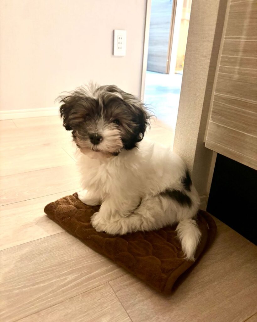 HAVANESE BREEDER CANADA