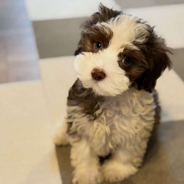 HAVANESE DOG BREEDER