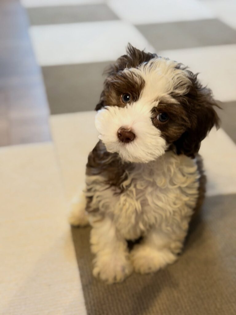 HAVANESE DOG BREEDER